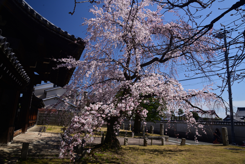 230322c妙覚寺17