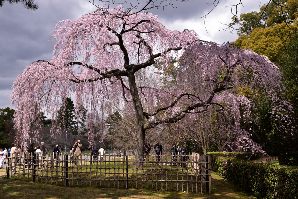 190324d京都御苑04