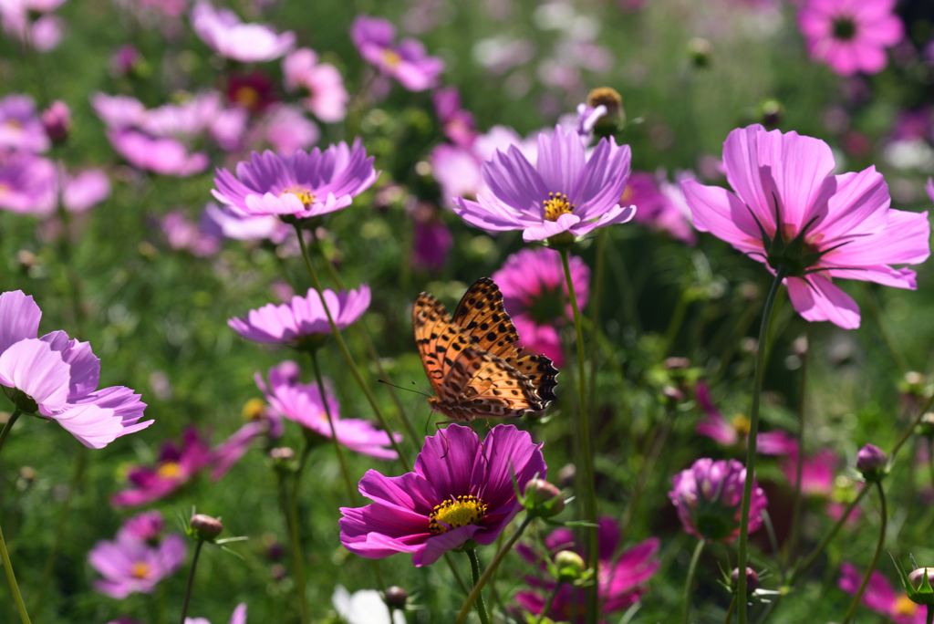 221015京都植物園45