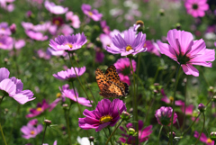 221015京都植物園45
