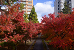 241208a西陣興聖寺29