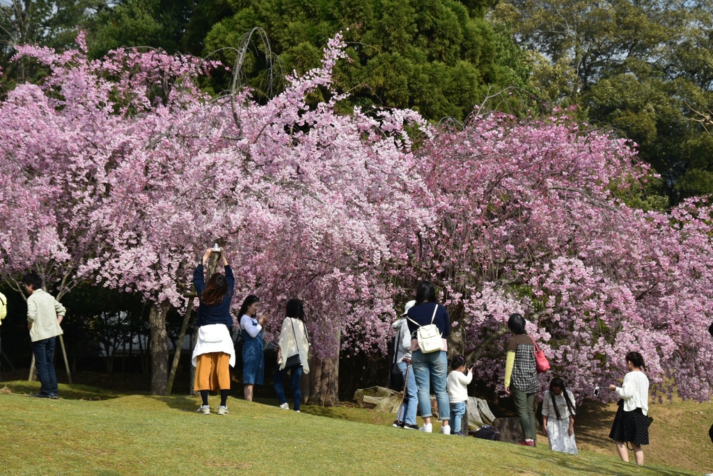 180401c奈良公園24