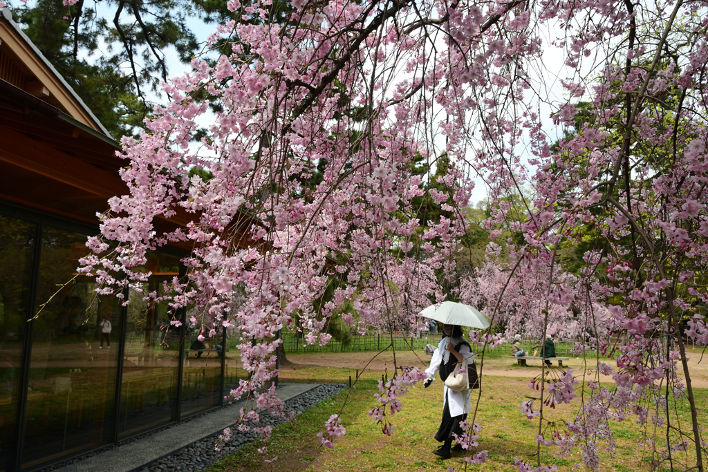 250411b京都御苑08