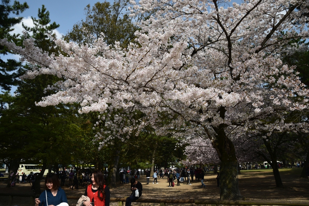 180401c奈良公園01