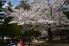 180401c奈良公園01
