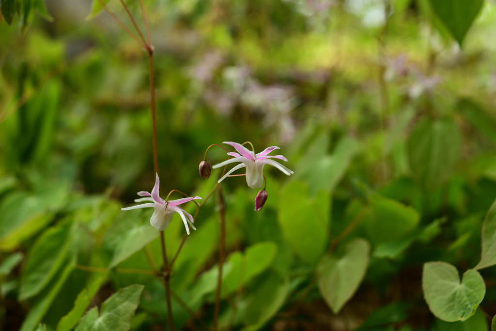 230411a京都植物園23