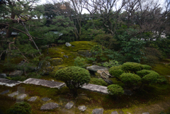 200122d宝鏡寺14 200122d宝鏡寺14