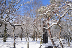 250208a東福寺12
