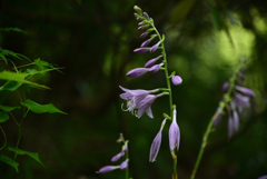 240823京都植物園13