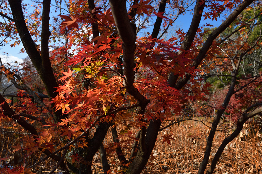 251207a京都植物園50