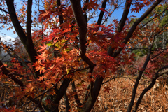 251207a京都植物園50