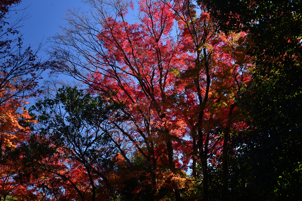 221125a浄住寺28
