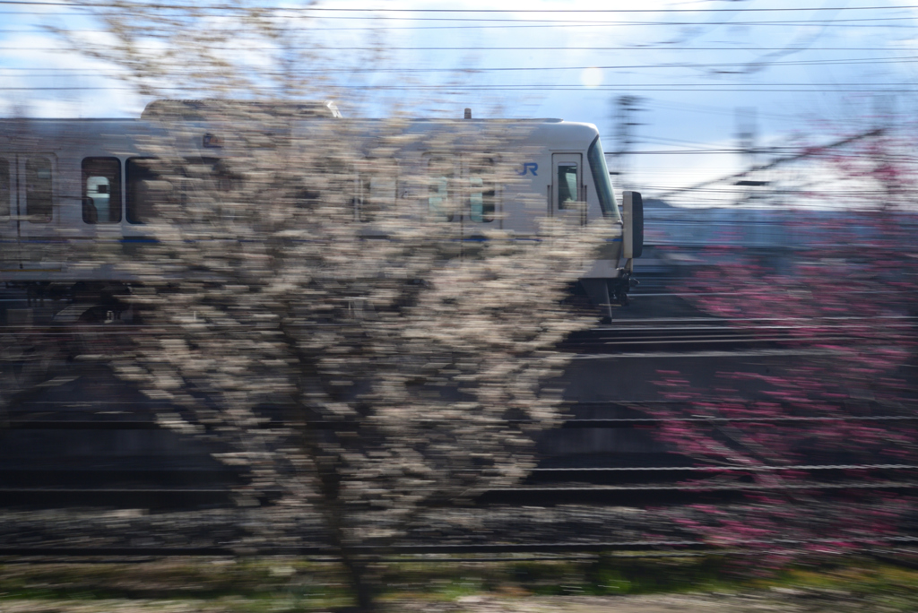 220222e梅小路公園08