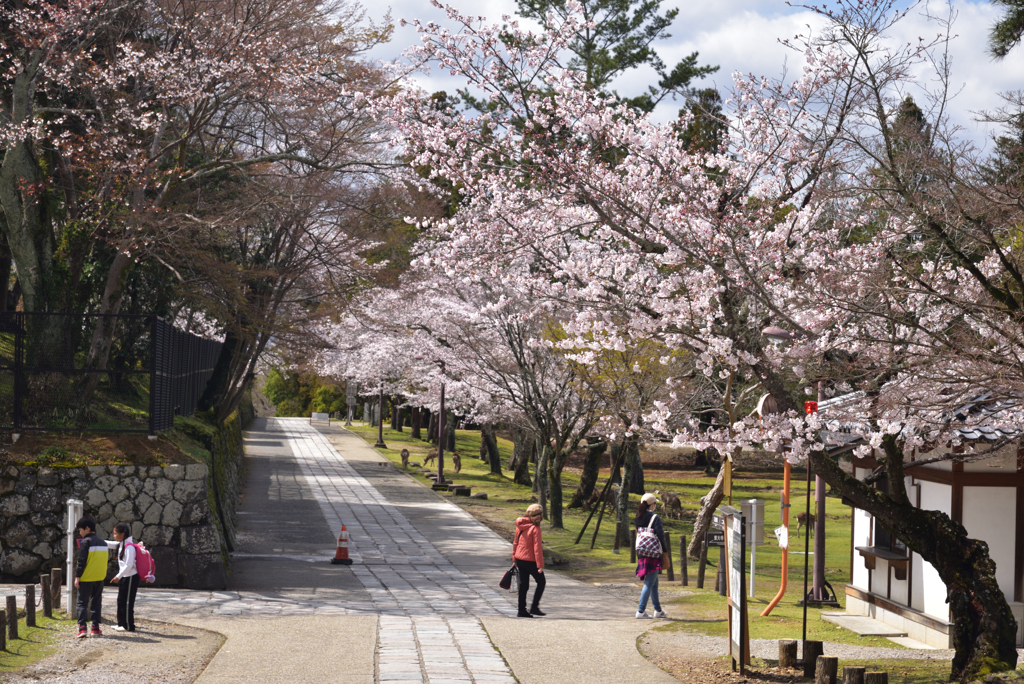 200329a奈良公園39