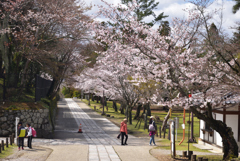 200329a奈良公園39