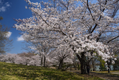 190404a馬見丘陵公園25