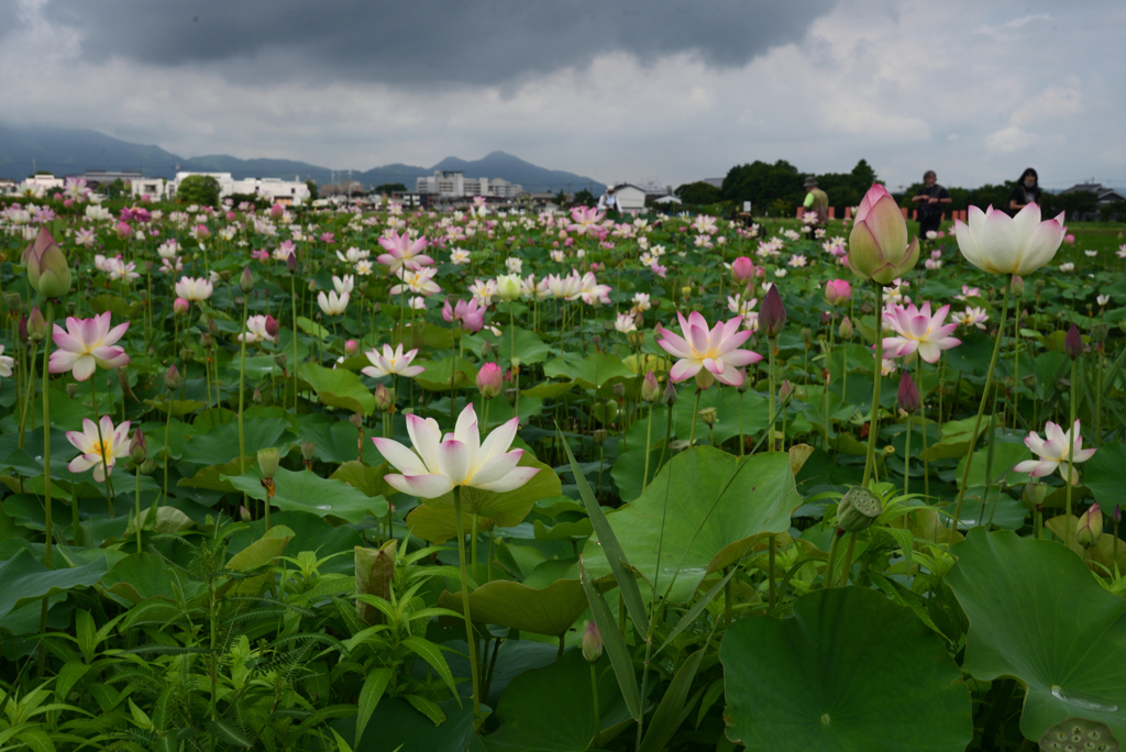 220720a藤原宮跡11