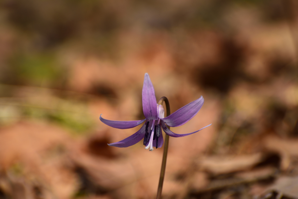 190315京都植物園16