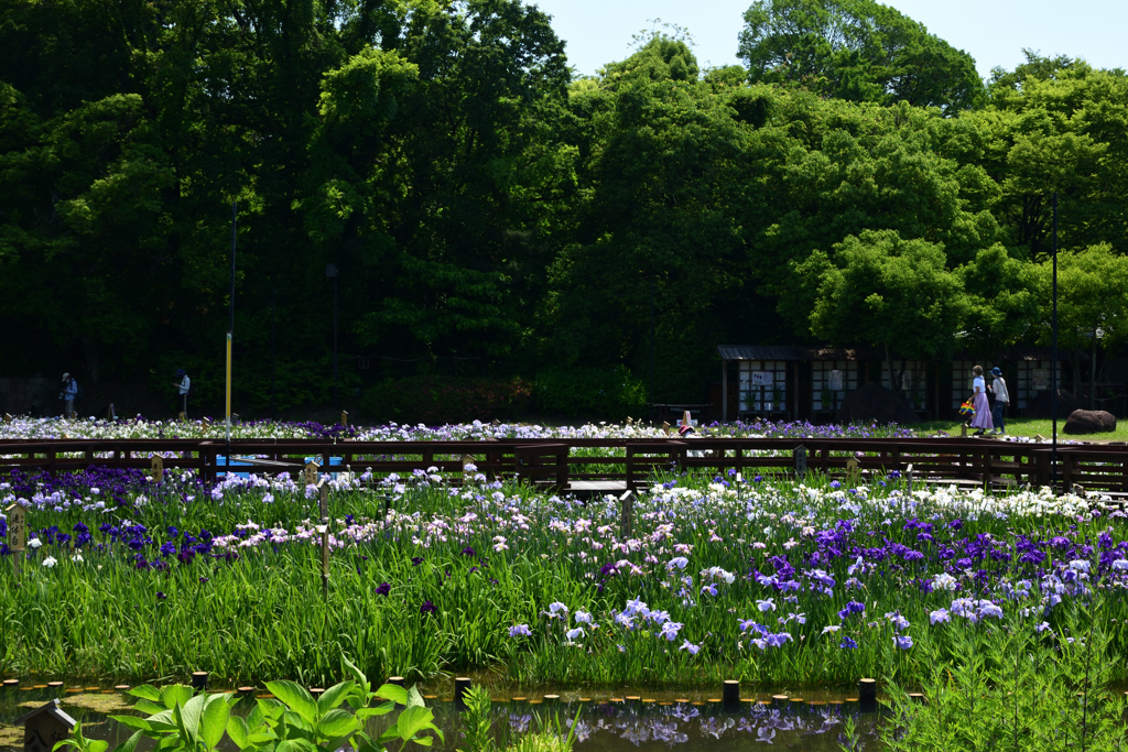 210609山田池公園09