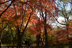 241215b下鴨神社21