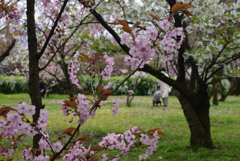 200402a京都植物園07