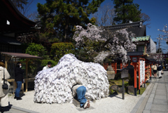 200326a安井金毘羅宮03