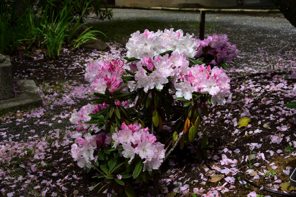 180416b平野神社23+