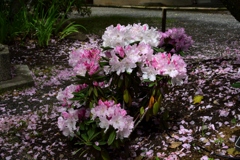 180416b平野神社23+