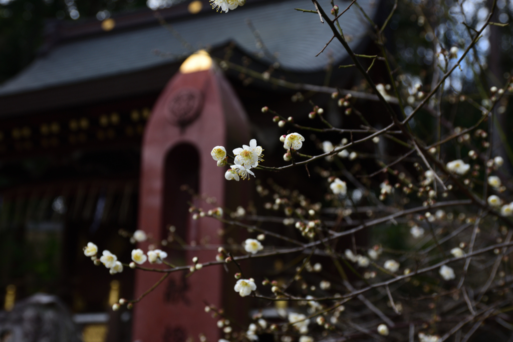200201e今宮神社12