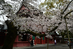 250406c富士山本宮浅間大社09