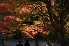 171117毘沙門堂08+