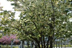 200417a久世神社02