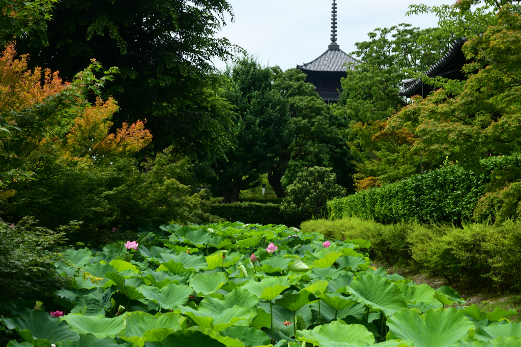 230707a東寺01