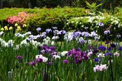 210601京都植物園16