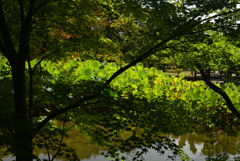 220915c京都植物園27