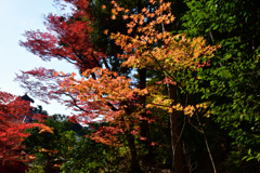 251122a金戒光明寺18