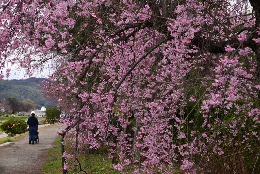 240404a京都植物園02