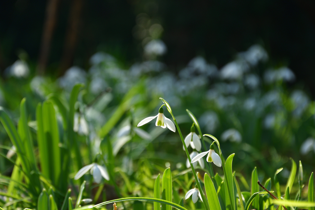 260117a京都植物園12