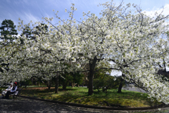 230327a京都御苑02