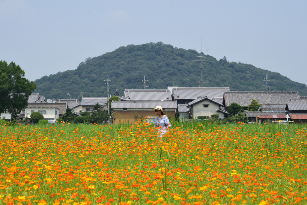 190728b藤原宮跡68