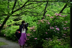 180607b梅宮大社41+