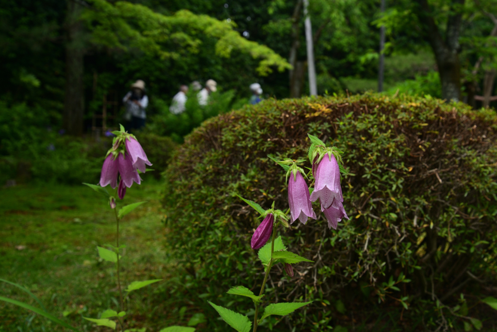 220607平安神宮02