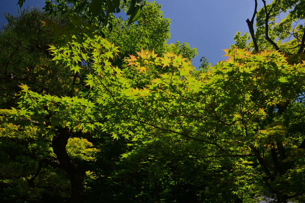 240525g今熊野観音寺30