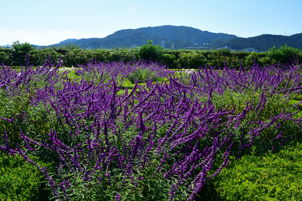 2501023びわ湖大津館21