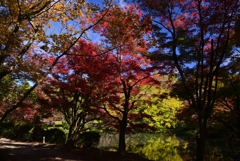 241125a京都植物園30