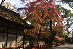 221208b下鴨神社21