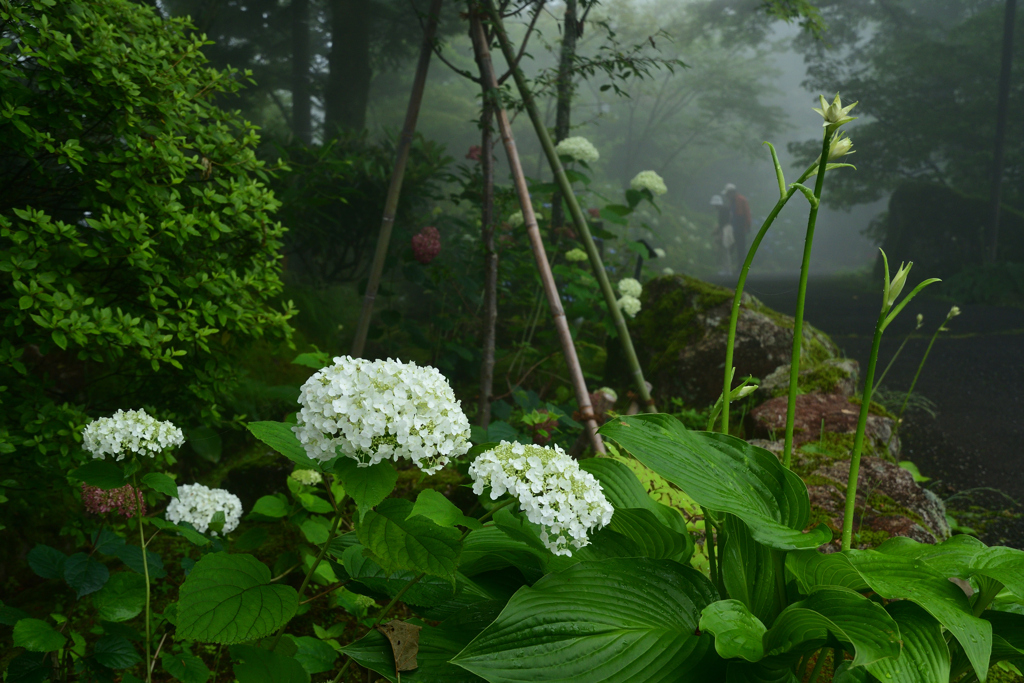 230623c箱根強羅公園48