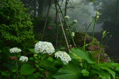 230623c箱根強羅公園48