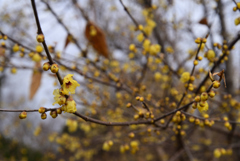 230117a京都植物園21