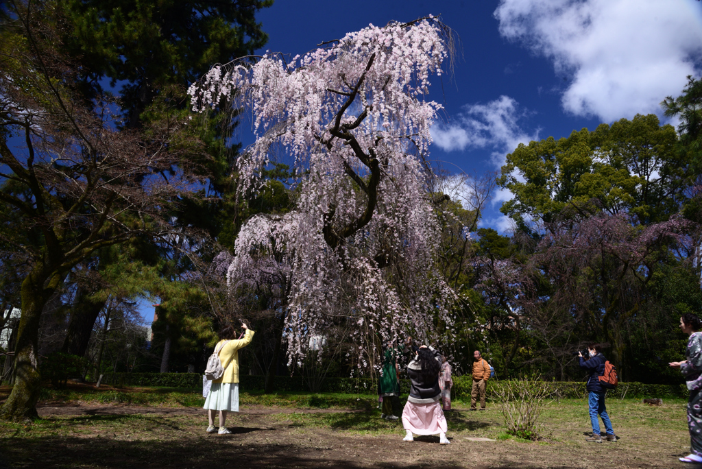 240327c京都御苑03